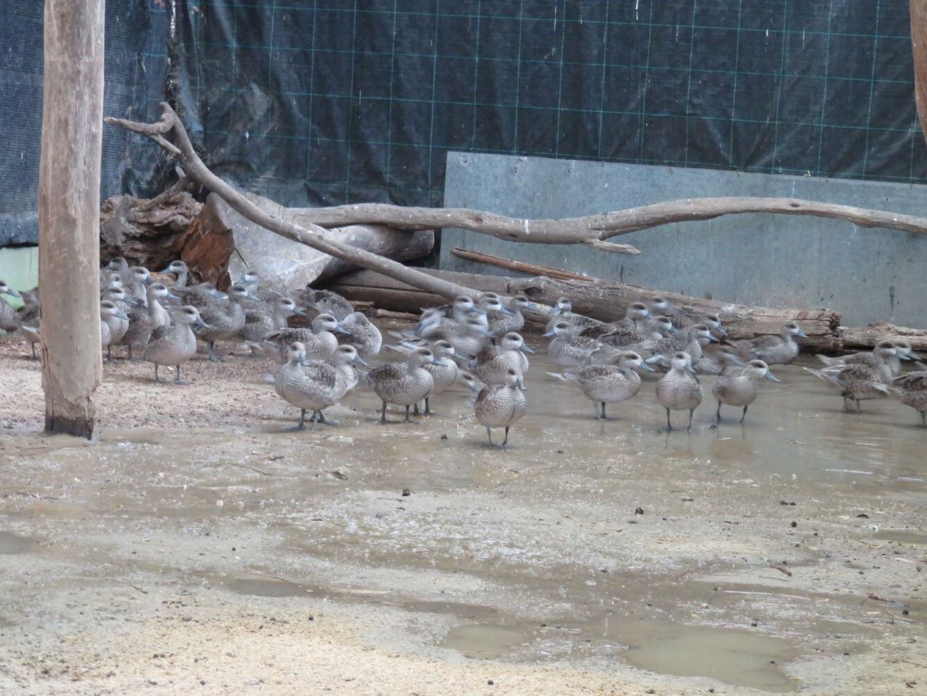 Ejemplares de Cerceta en el Zoo de Jerez