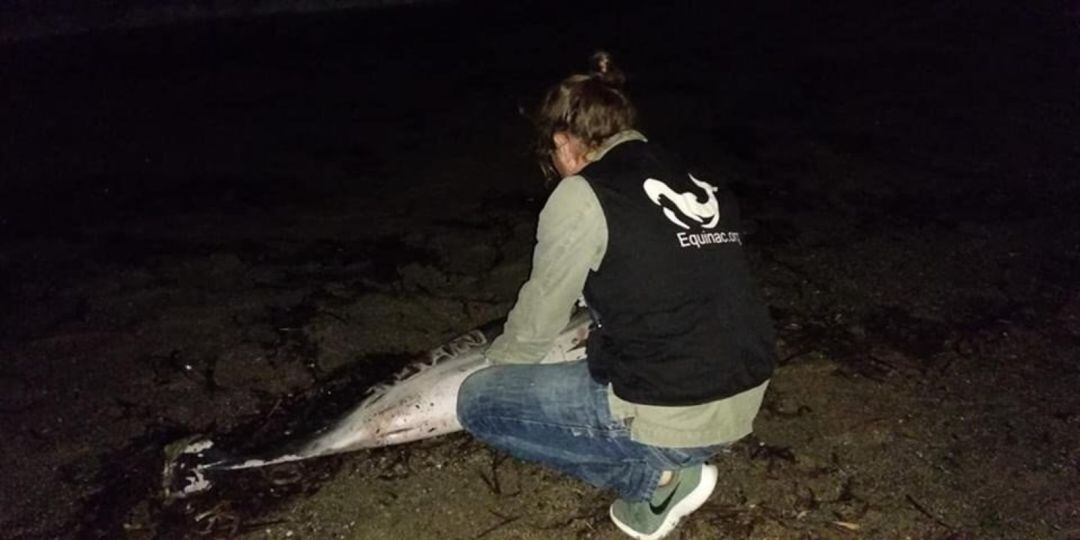 Aparece muerto un delfín en Roquetas de Mar con heridas y el nombre &#039;Juan&#039; grabado en el costado