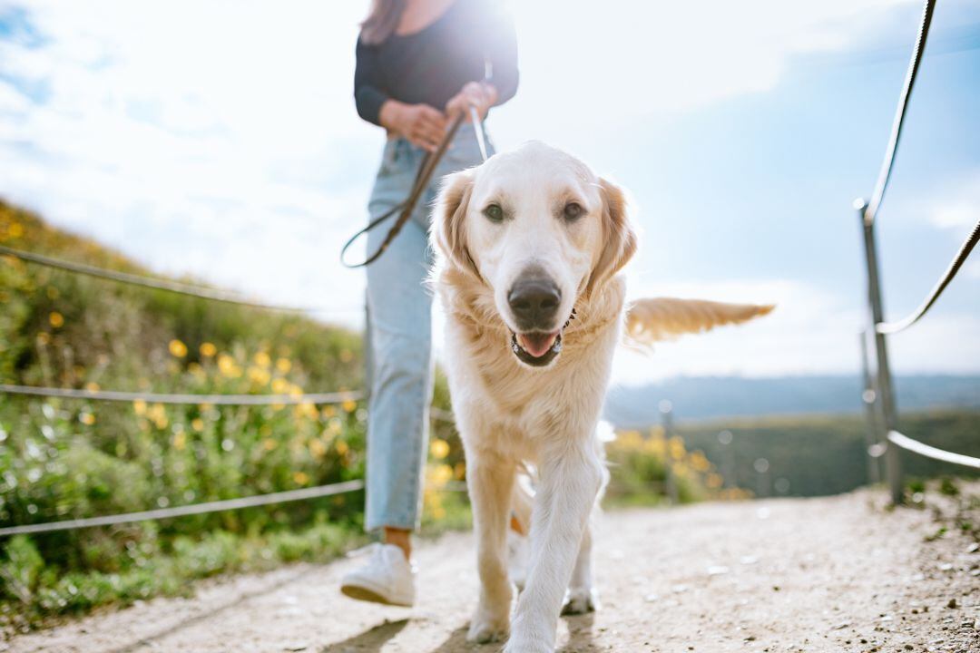 Perro de razo de paseo