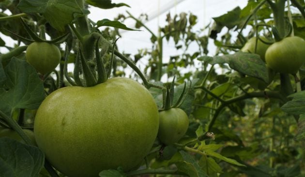 Imagen de archivo, plantación de tomates