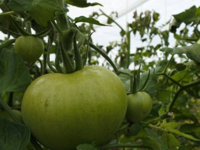 Imagen de archivo, plantación de tomates