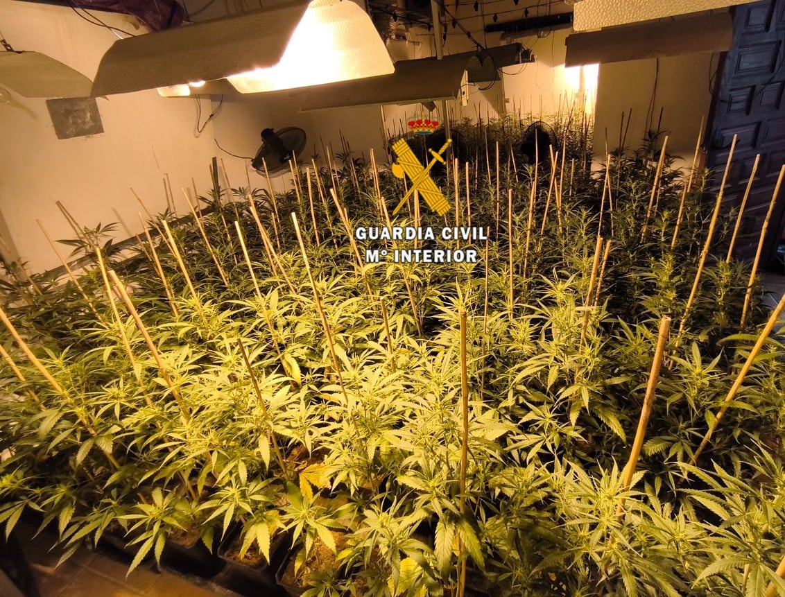 Una de las plantaciones de marihuana localizadas en el Valle del Guadalhorce / Guardia Civil