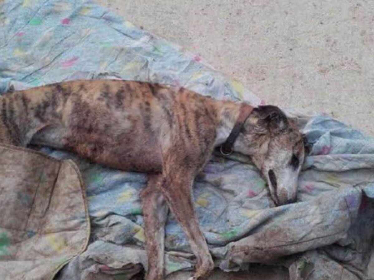 Asesinan, golpean y envenenan a los perros de un refugio animal de Sevilla