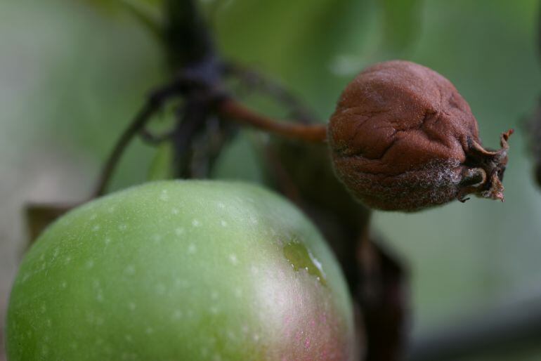 Los efectos del fuego bacteriano en los frutales