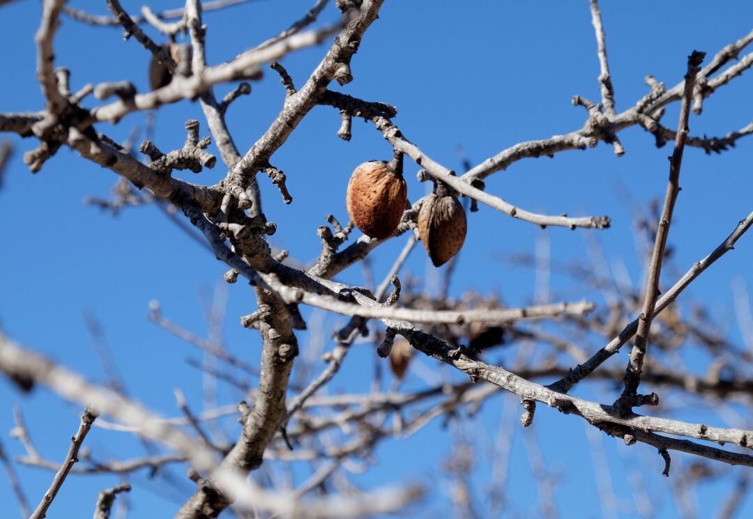 Almedro infectado por la Xylella fastidiosa