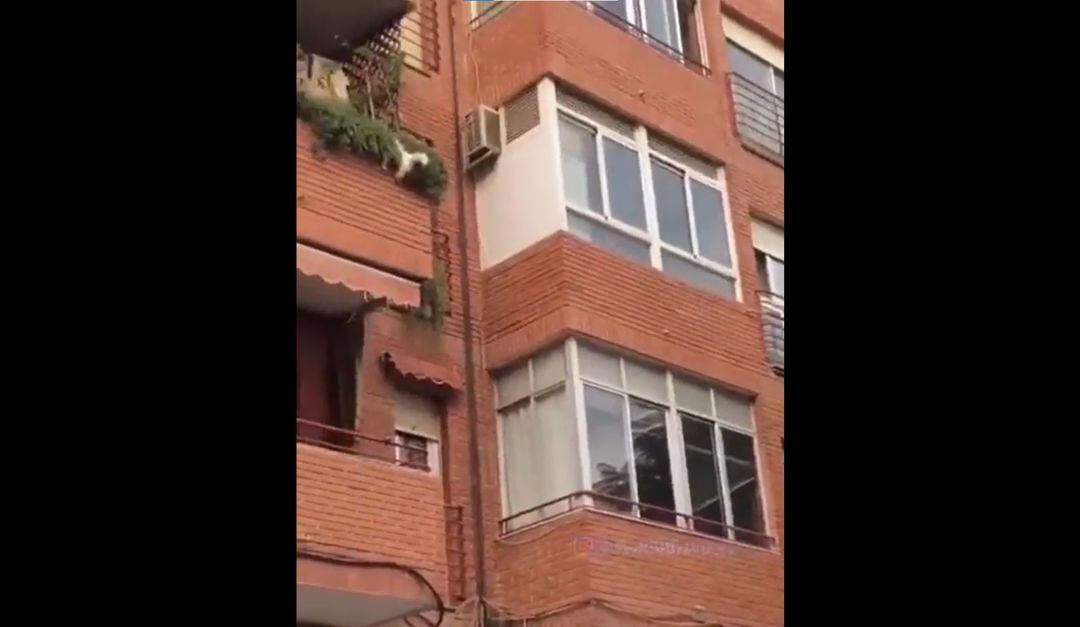 El perro en el segundo piso del edificio.