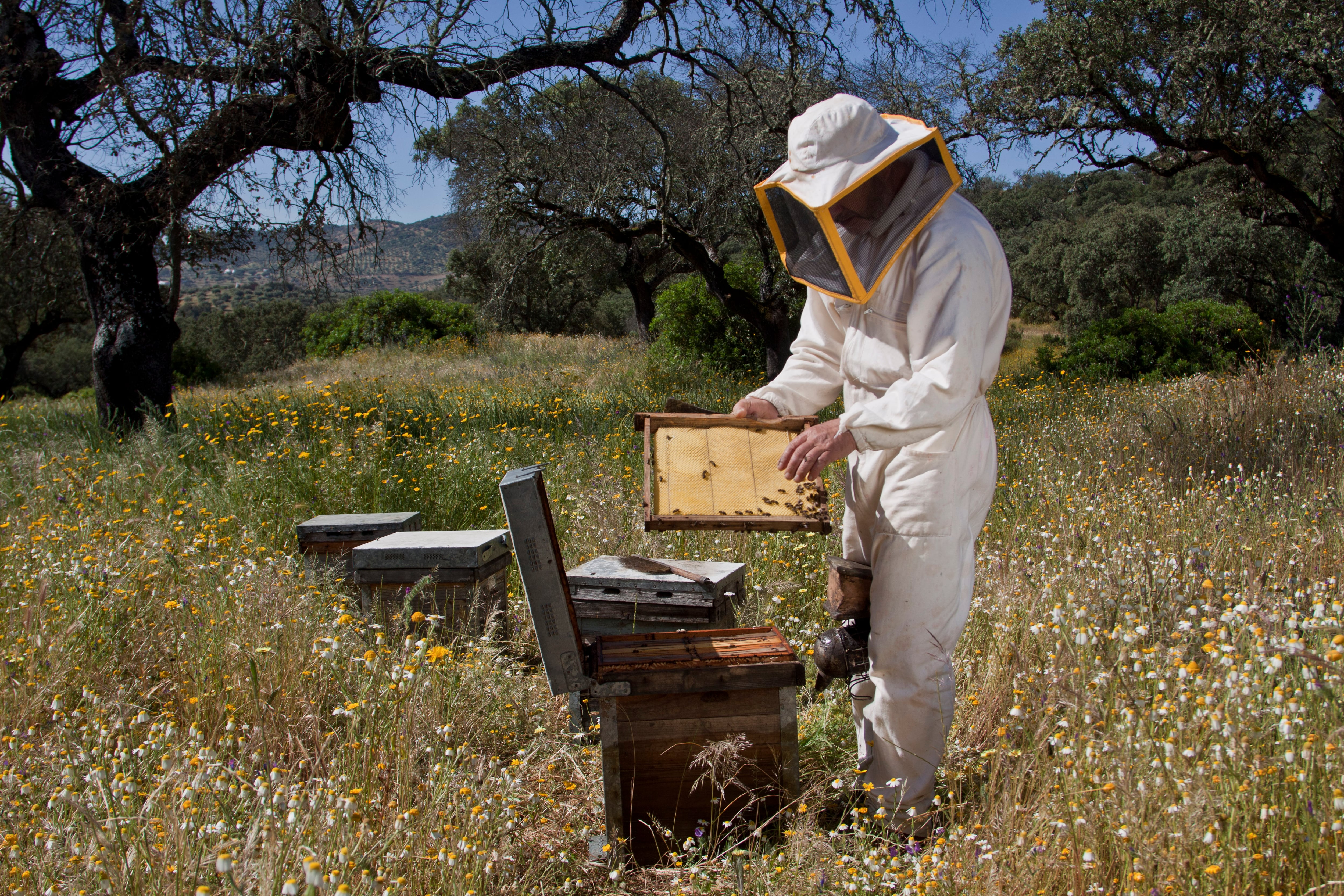 Beekeeper working. Foto: Getty Images