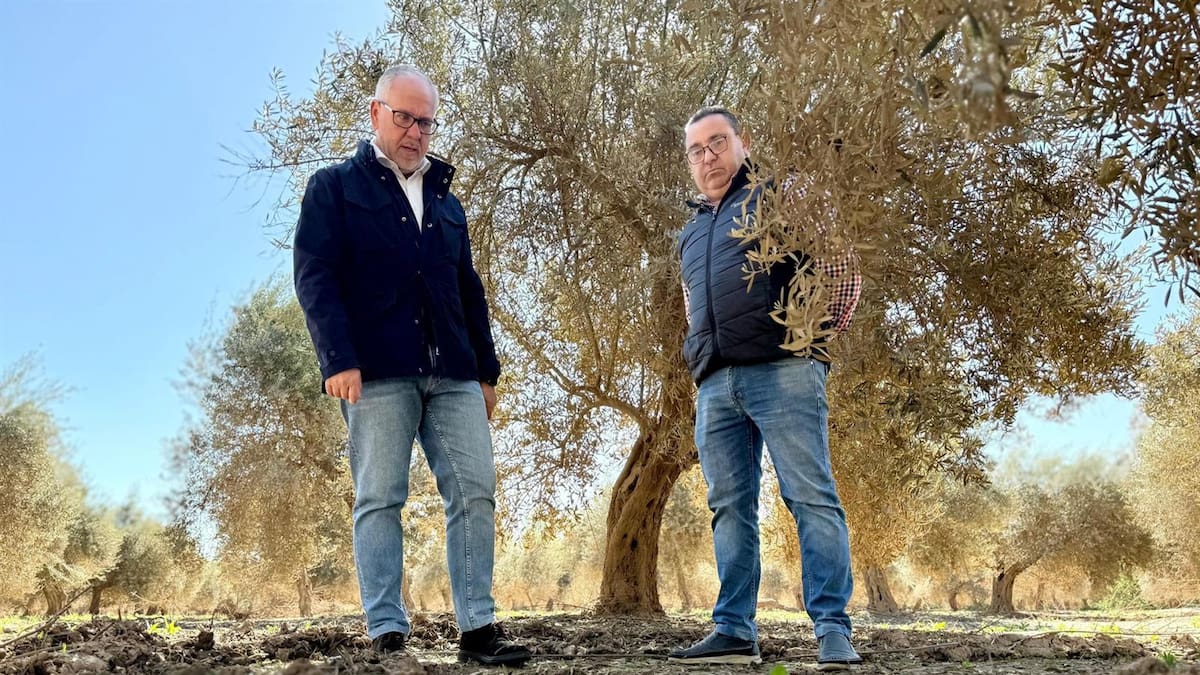 Crecida del Río Guadalquivir deja graves daños en olivares de Villanueva de la Reina