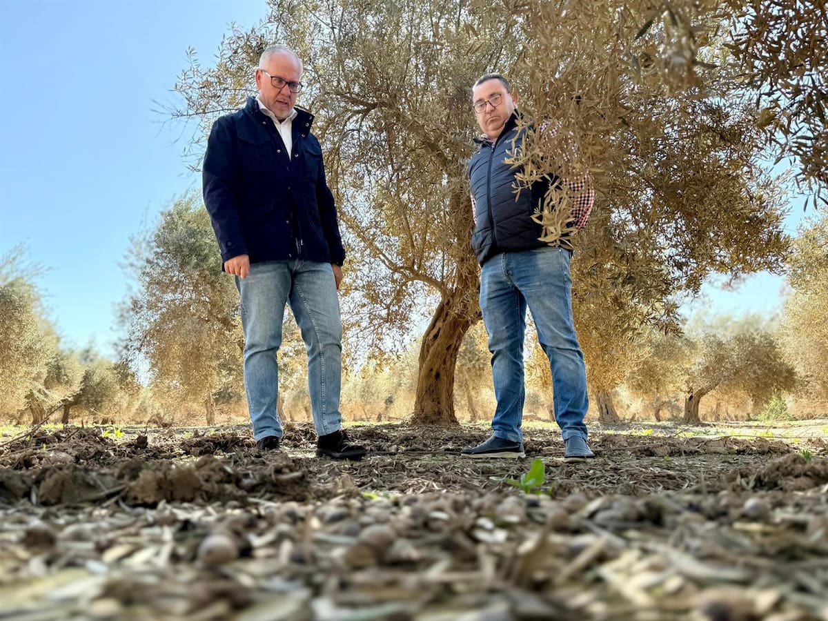 Crecida del Río Guadalquivir deja graves daños en olivares de Villanueva de la Reina