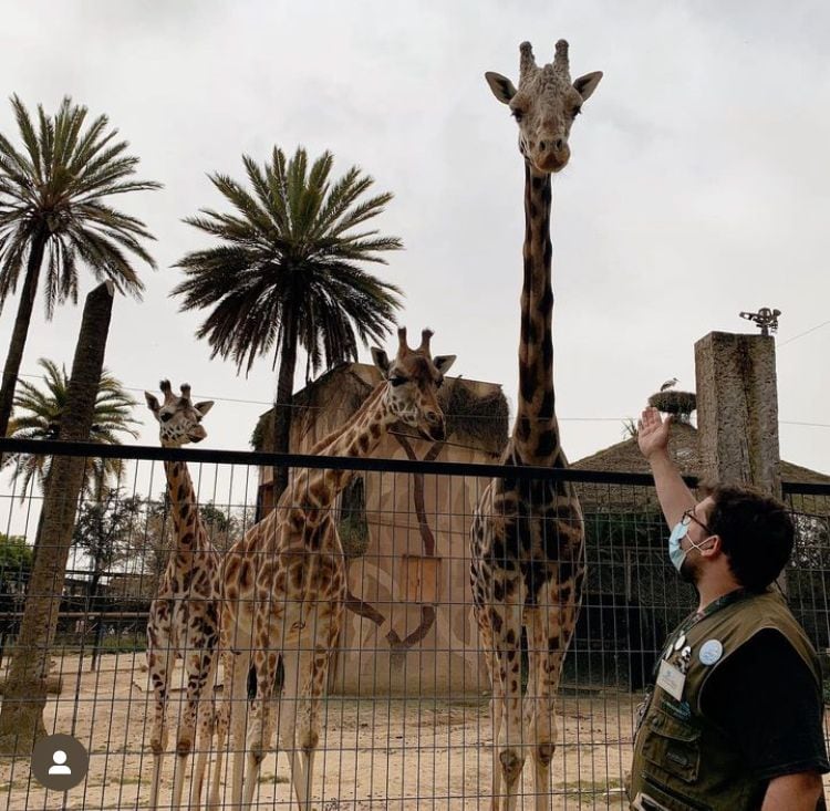 Jerez era una de las jirafas más visitadas en el Zoo