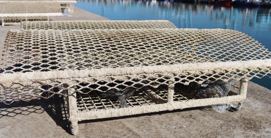 Microarrecifes biomiméticos colocados en el Puerto de Algeciras