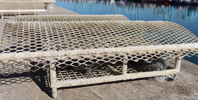 Microarrecifes biomiméticos colocados en el Puerto de Algeciras