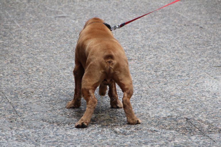 La plataforma "Andorra gats i gossos" inicia una recollida de signatures contra la mesura del Govern i comuns.