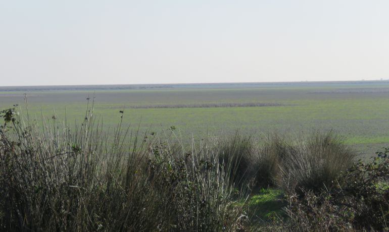 Vistas de Doñana.