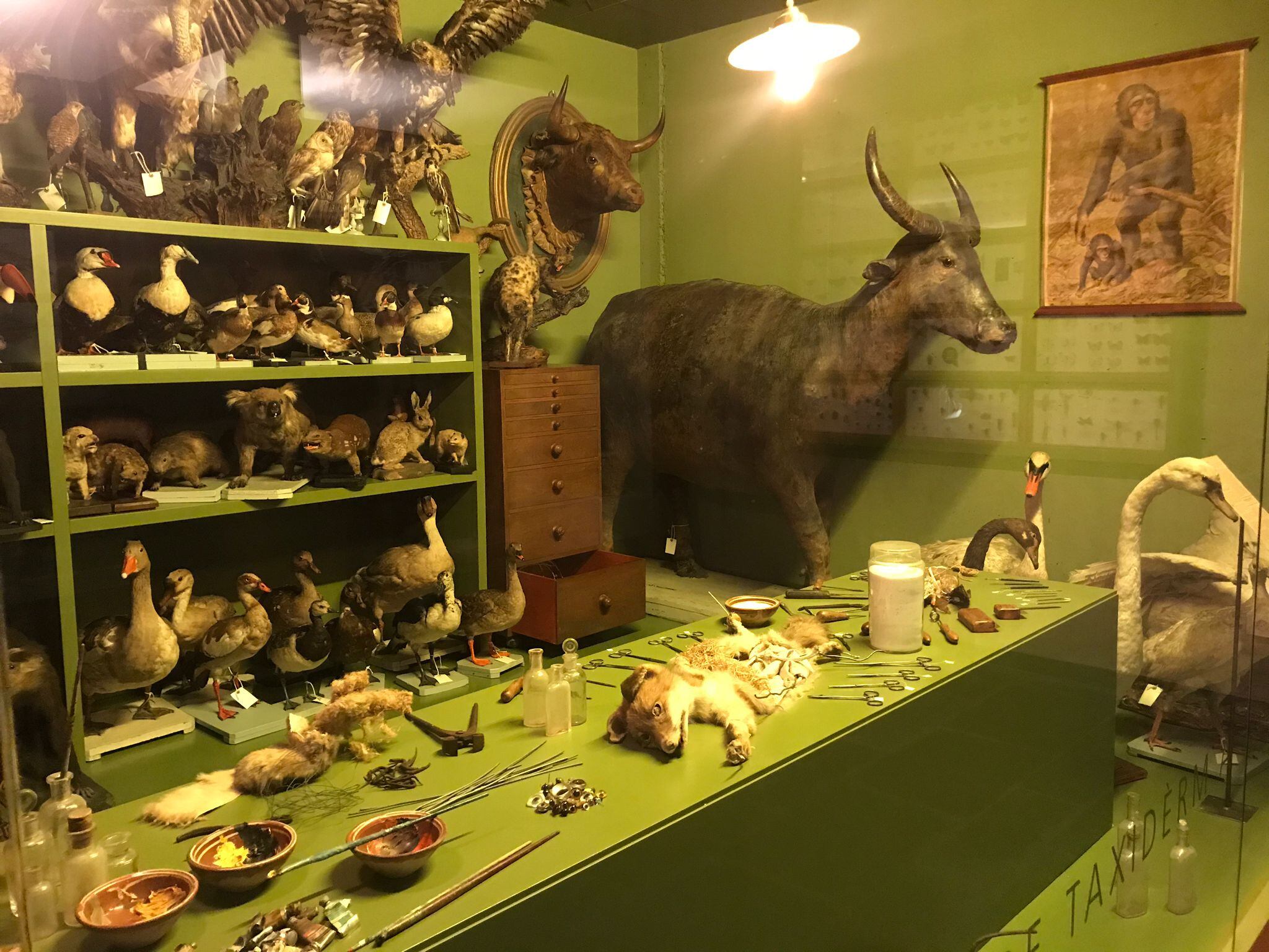 Museu Darder Banyoles