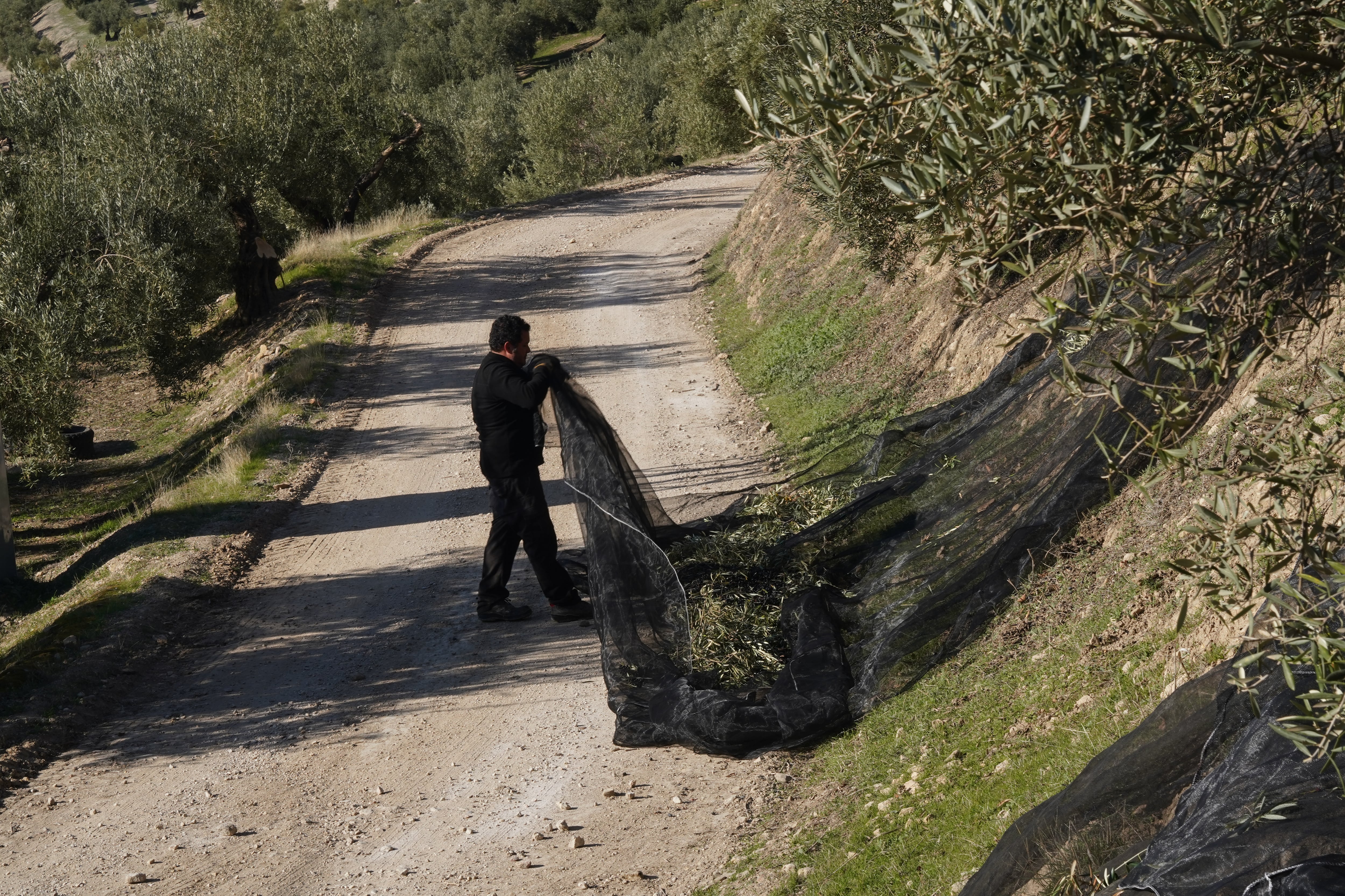 Un agricultor cosecha aceitunas en Jaén mientras la sequía en Europa amenaza al sector