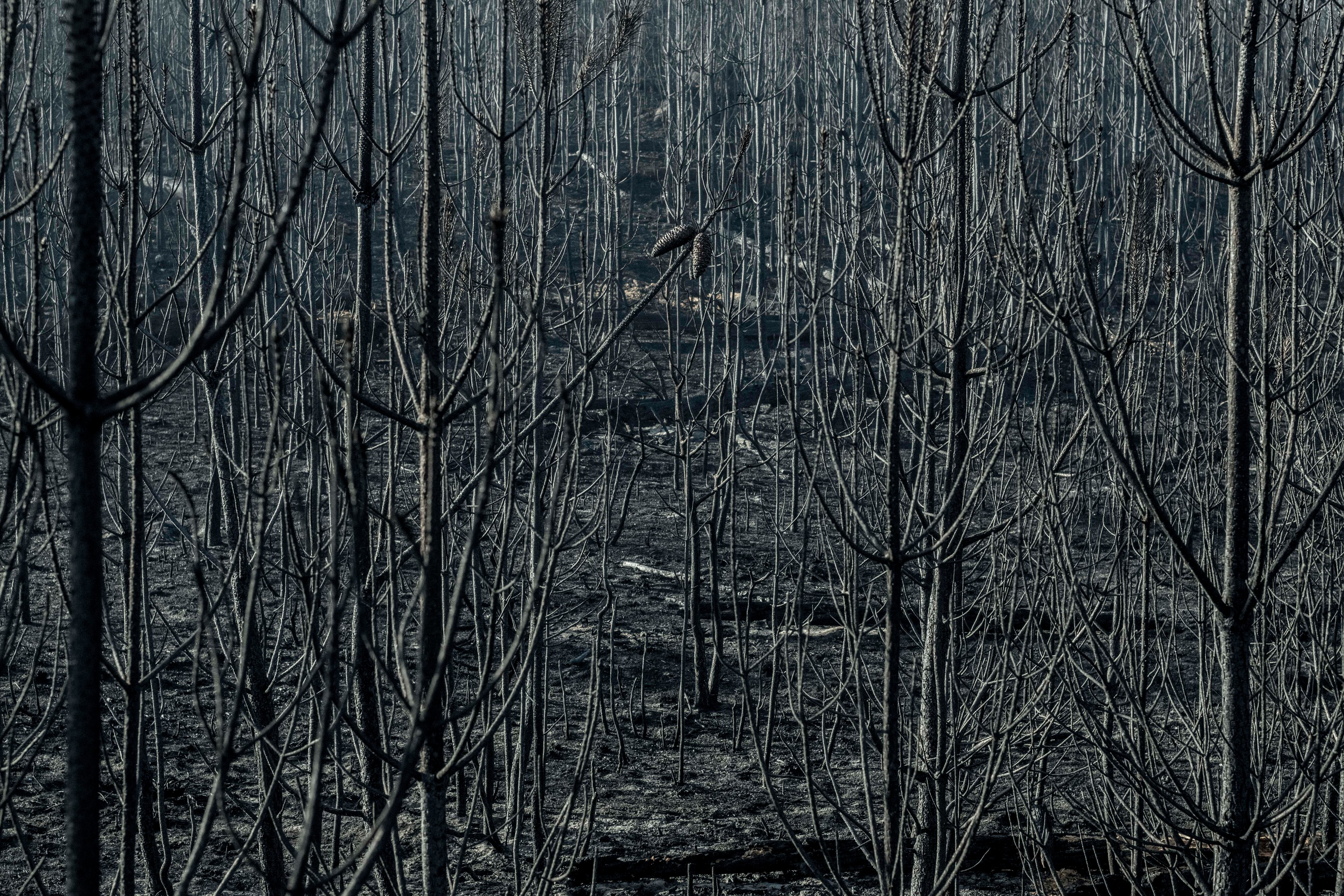 En la imagen, vista de la superficie calcinada en el incendio forestal de O Irixo (Ourense). EFE/Brais Lorenzo