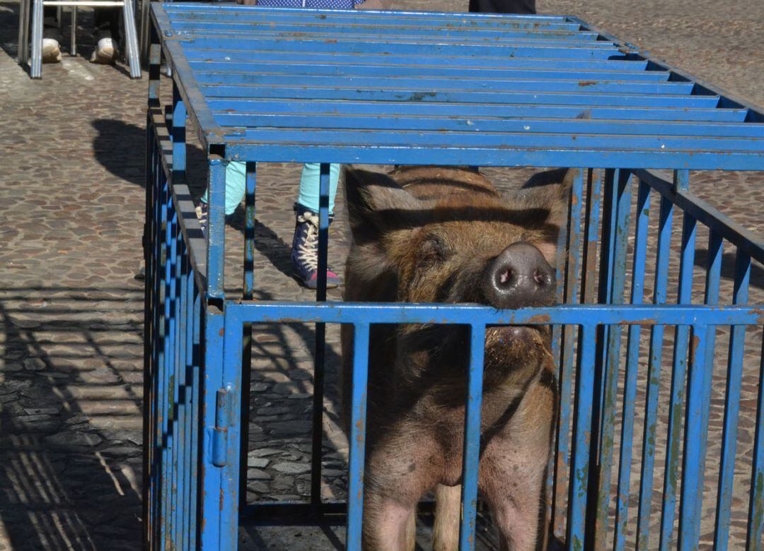 El animal se exhibe metido en una jaula para su presentación en plena Plaza Mayor 