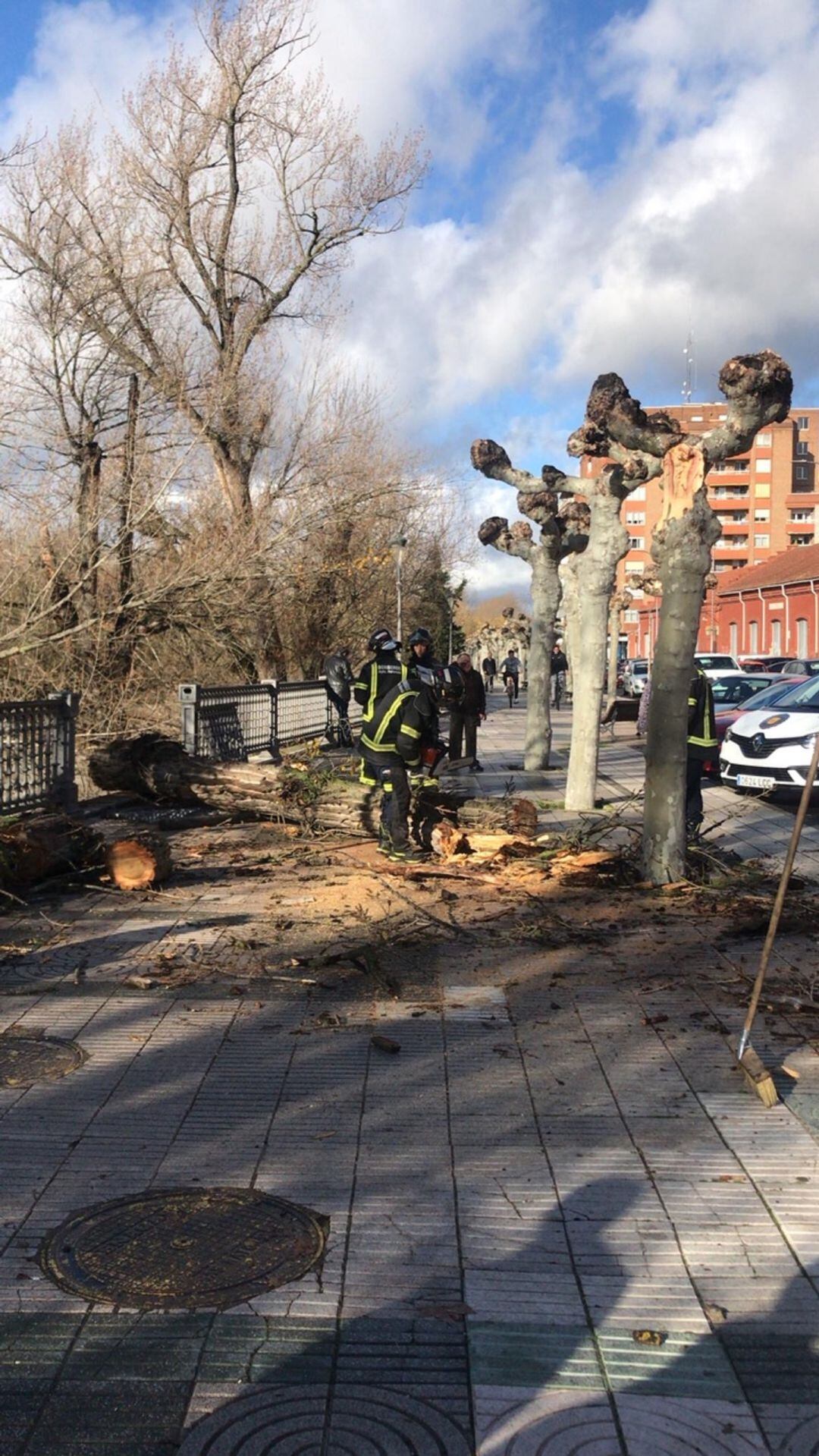 Intervención de los Bomberos de Palencia ante la caída de un árbol en la Avenida de Castilla