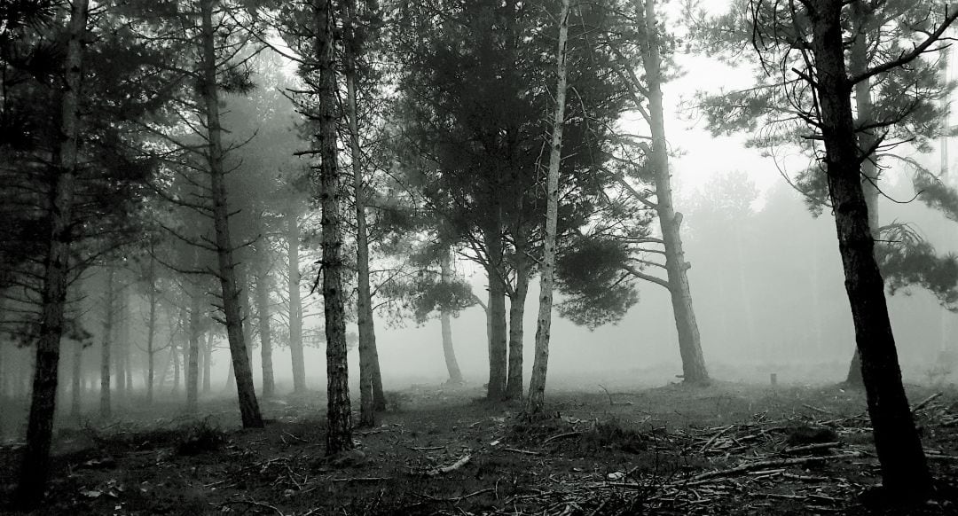 Prevenir los incenios forestales es el objetivo de la jornada