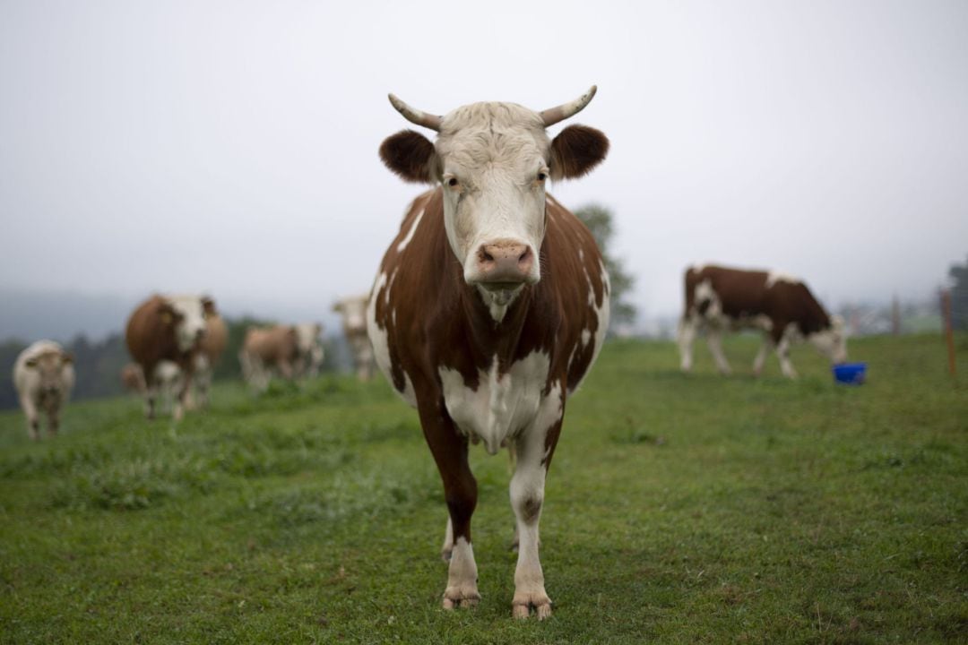 Una vaca en el prado en Algetshausen, Suiza