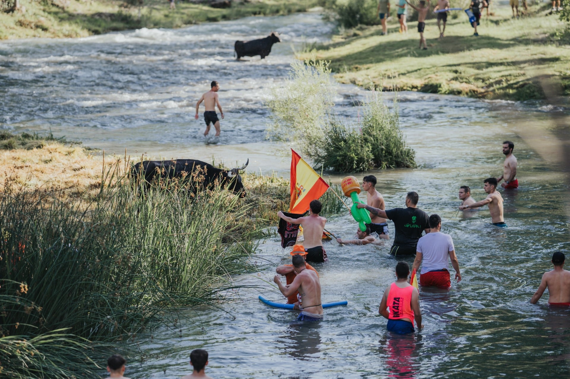 Vacas por el Tajo en Trillo