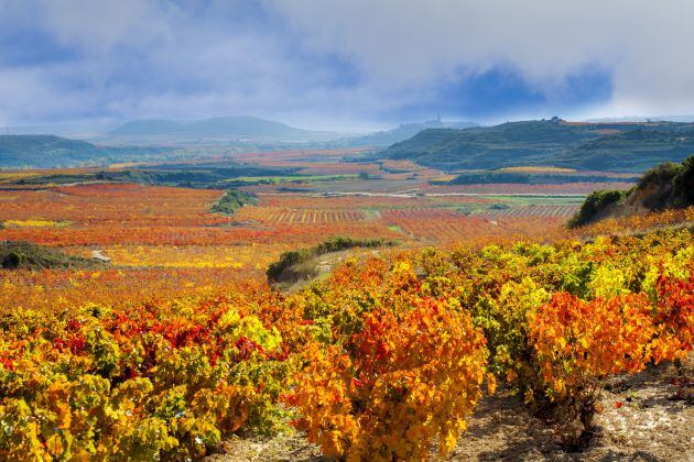 Viñedos en La Rioja en otoño.