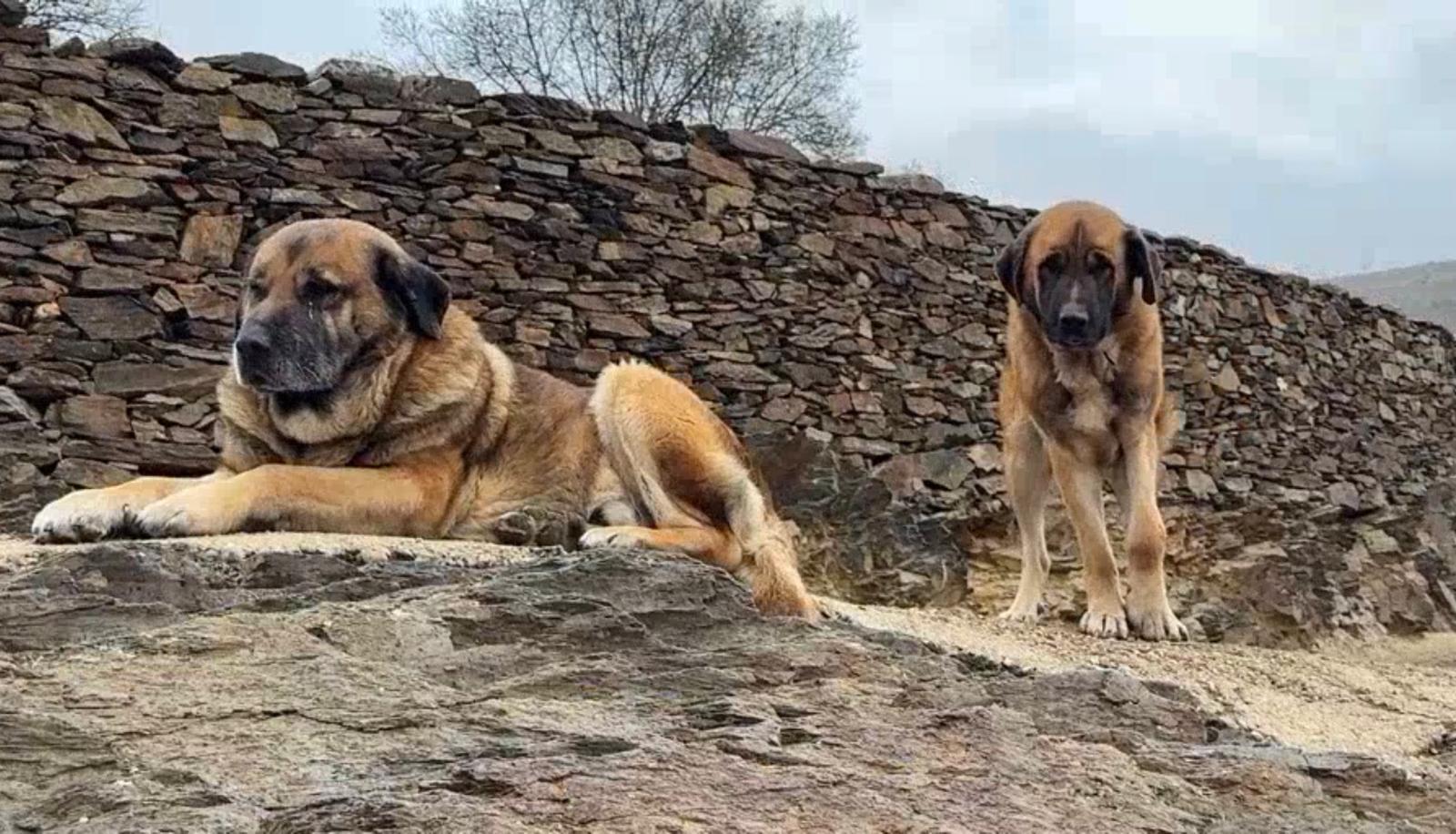 Mastines en la Sierra Norte de Guadalajara