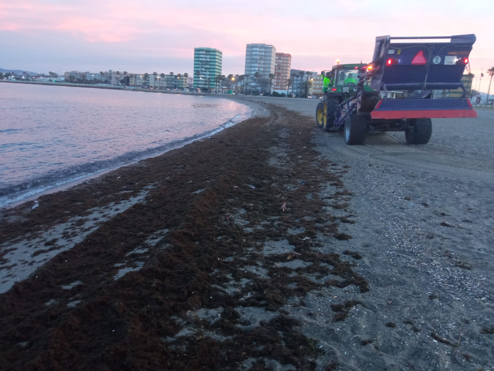 Algas en la playa de Poniente