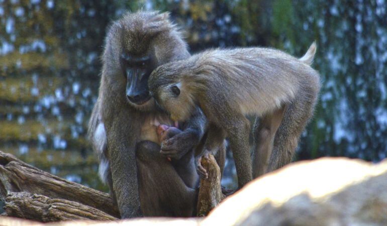 Cría de dril nacida en el Bioparc