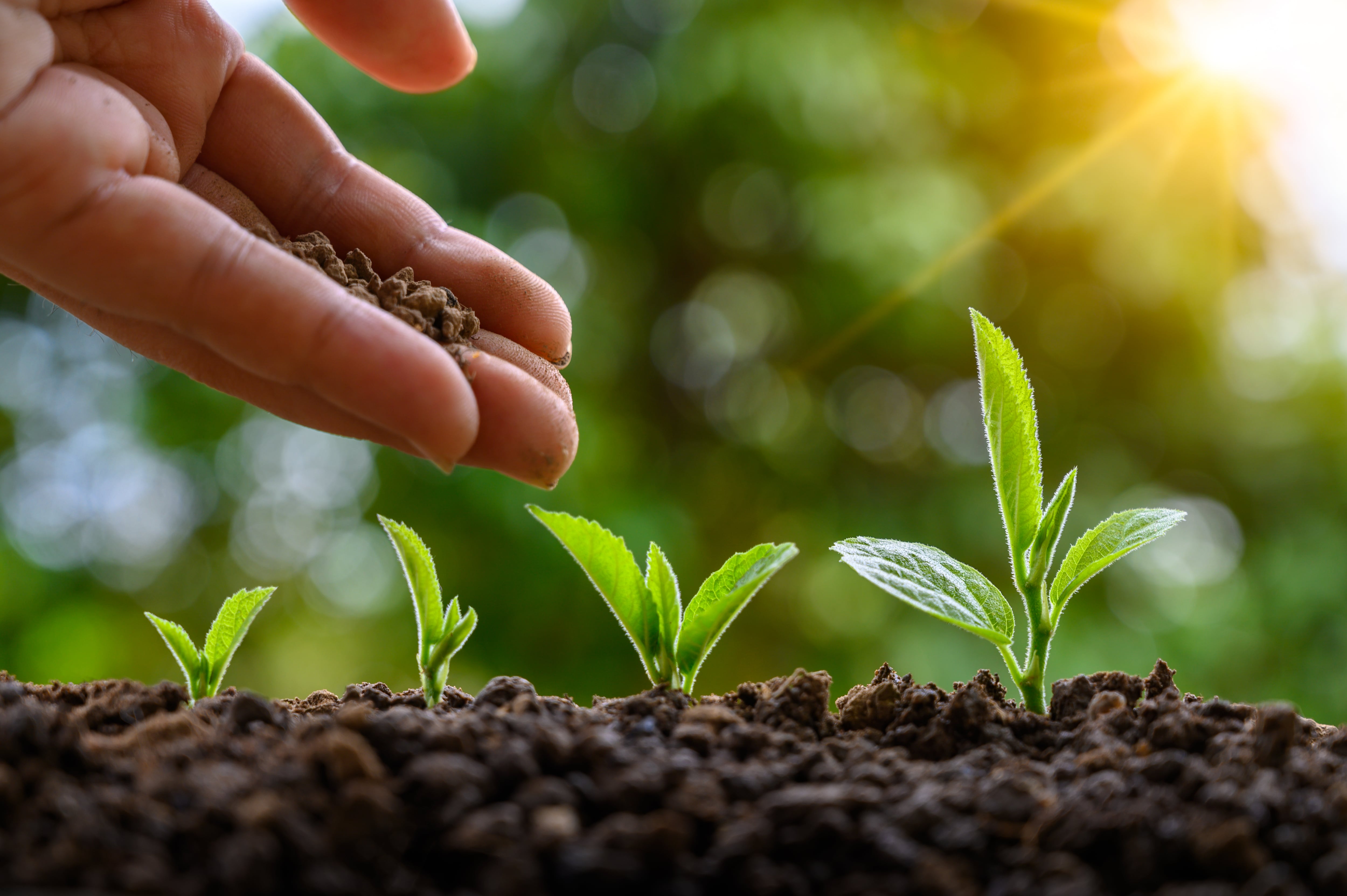 Crecimiento de plantas