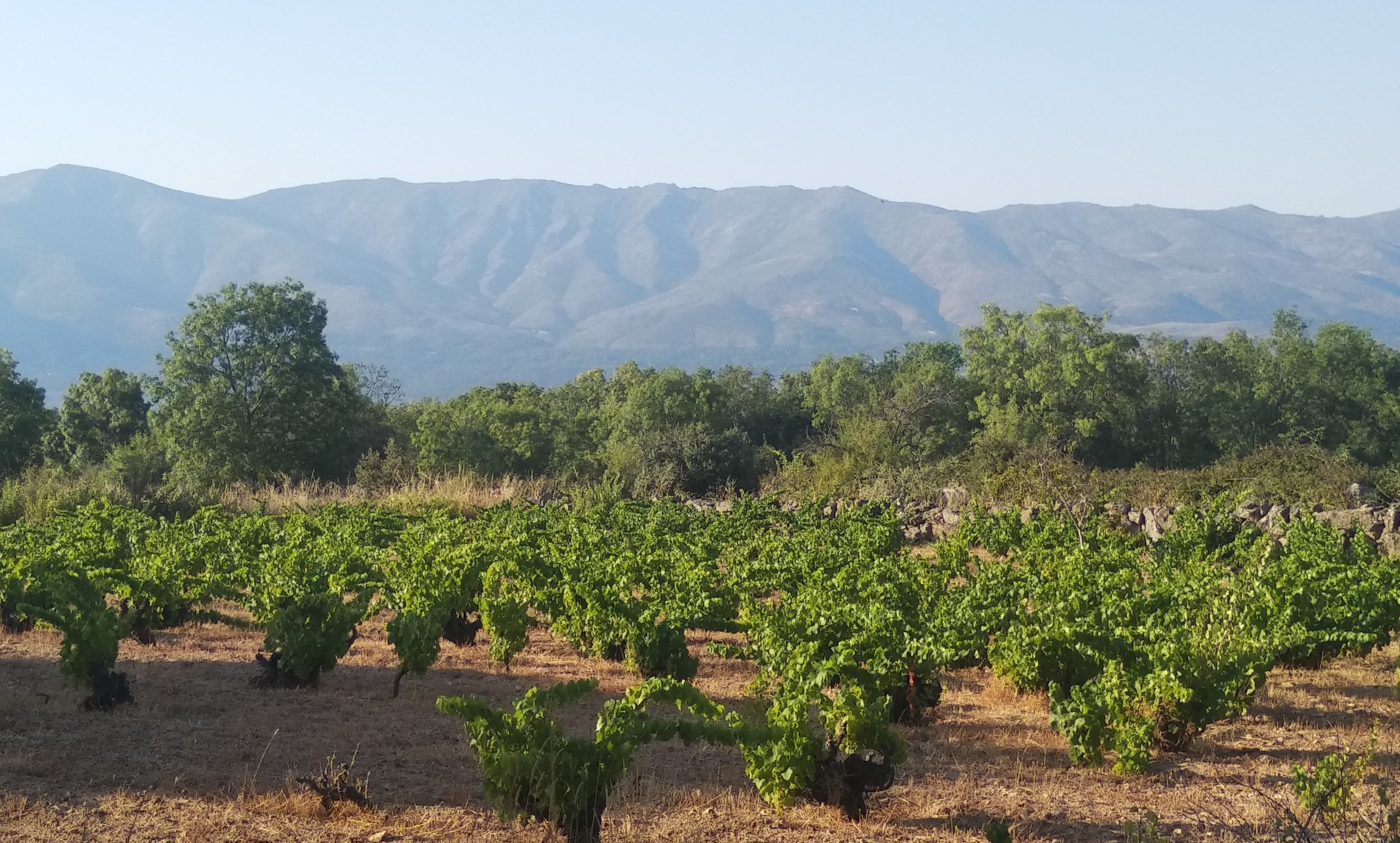 Zona de viñedos en Navalmoral