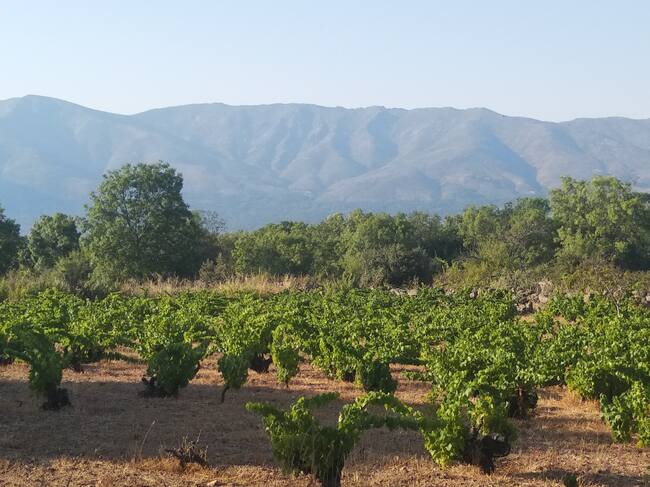 Zona de viñedos en Navalmoral