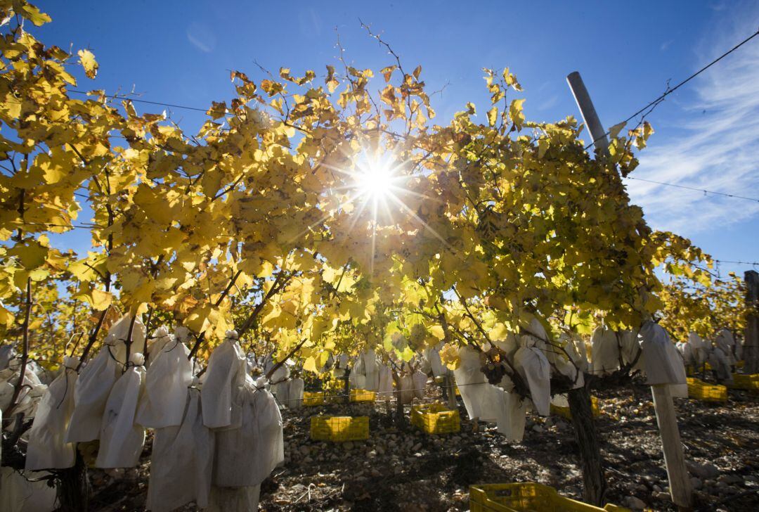 Los daños por temporales dejan más de 11 millones de euros de pérdidas en la uva de mesa en Murcia en 2019