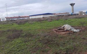 El caballo yace abandonado en un descampado en And&uacute;jar.