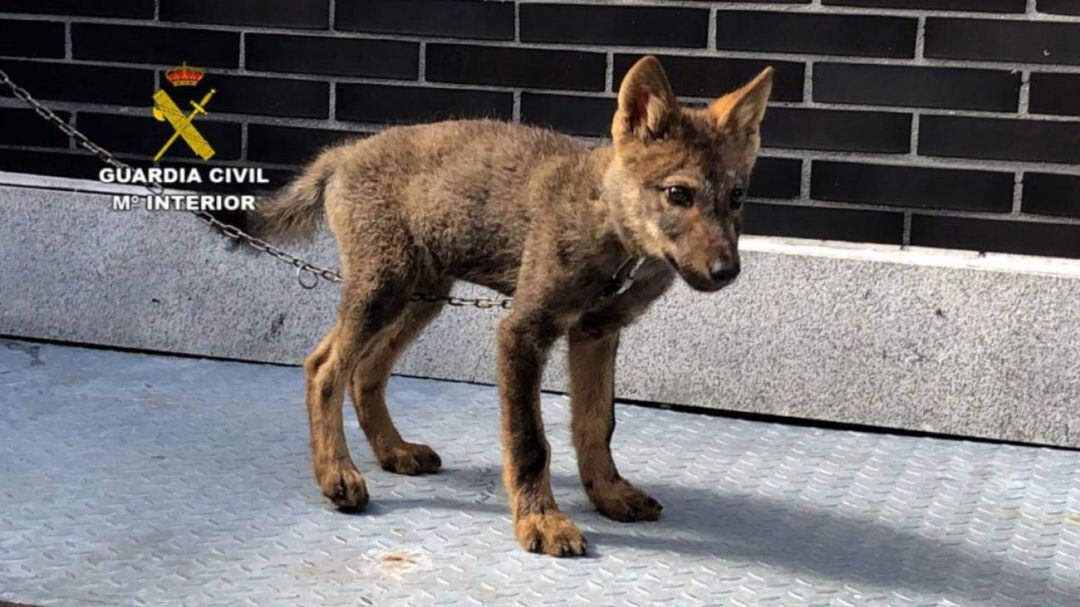 Lobezno recogido por la Guardia Civil 