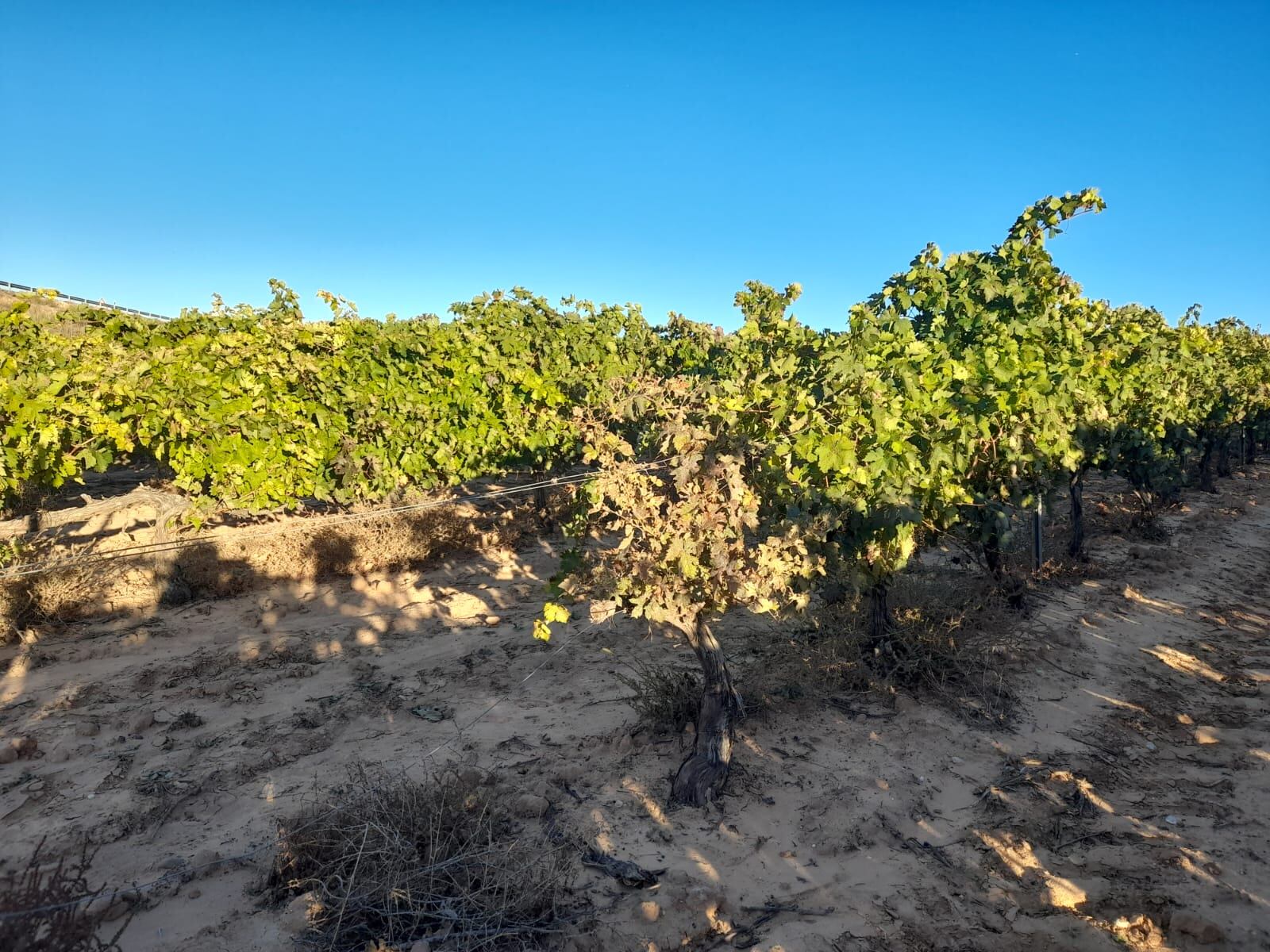 Viñas en Ribera del Duero a punto para vendimiar