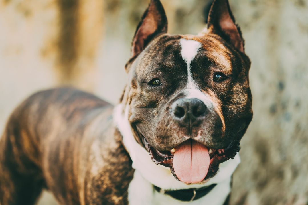 Un perro de la raza American Staffordshire Terrier.