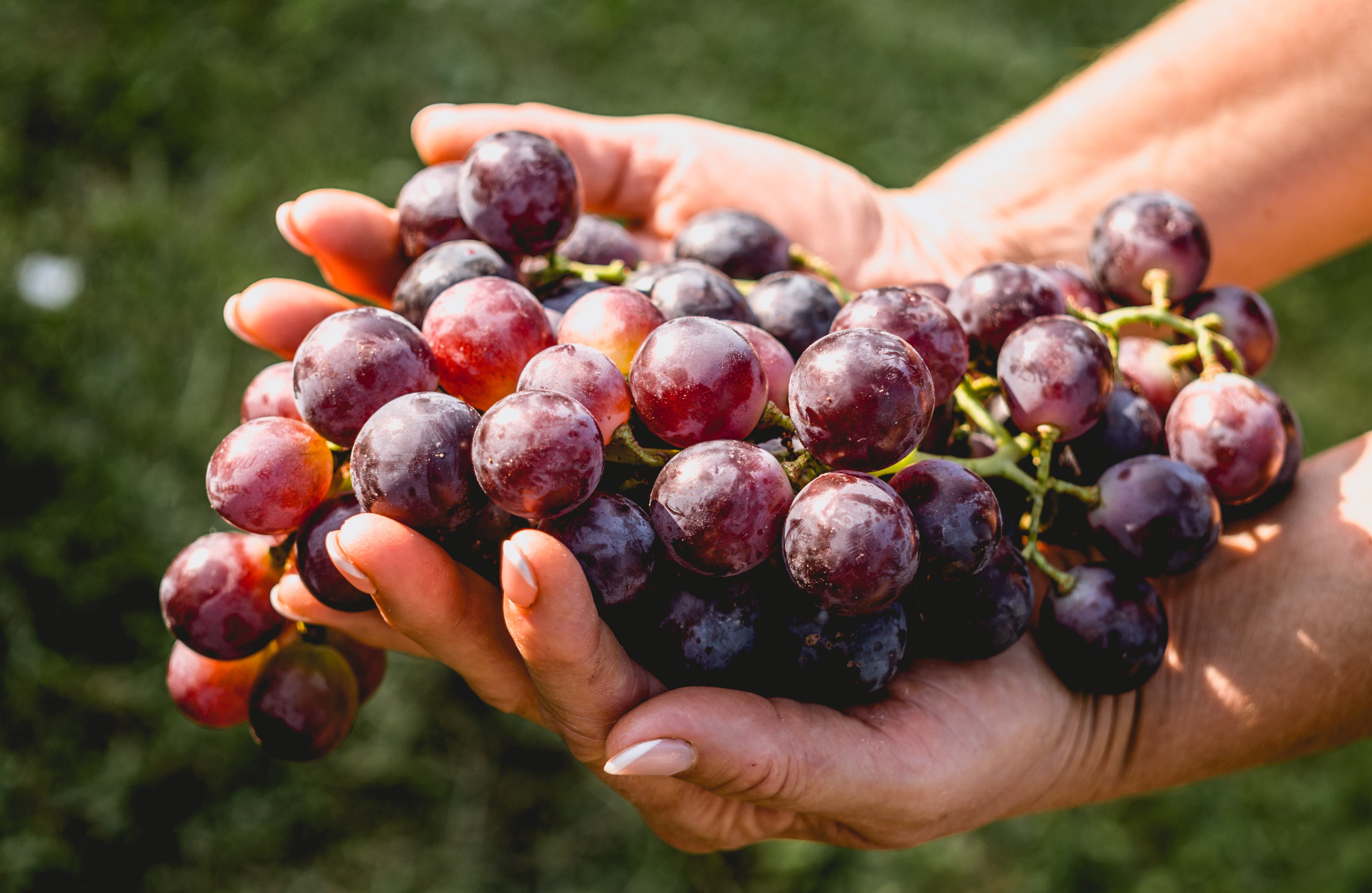 Autumn harvest in the village. Ripe bunches of grapes. Agriculture and Wine-making