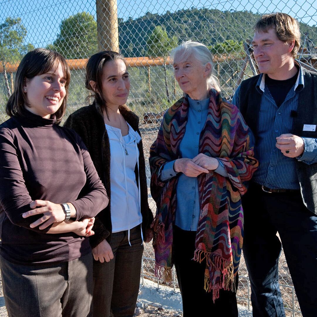 Jane Goodall en Primadomus, en Villena