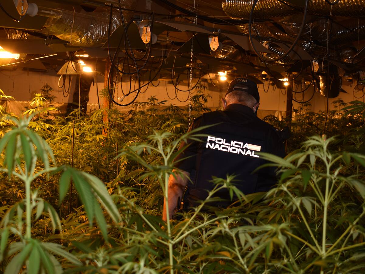 Desmantelada una nueva plantación "indoor" de marihuana en El Casar
