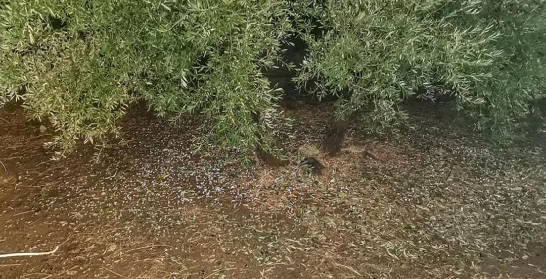 Daño producido por el granizo en el olivar de Castellar.