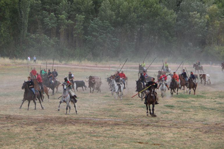 Un grupo de caballistas dirige uno de los encierros de Cuéllar el pasado año