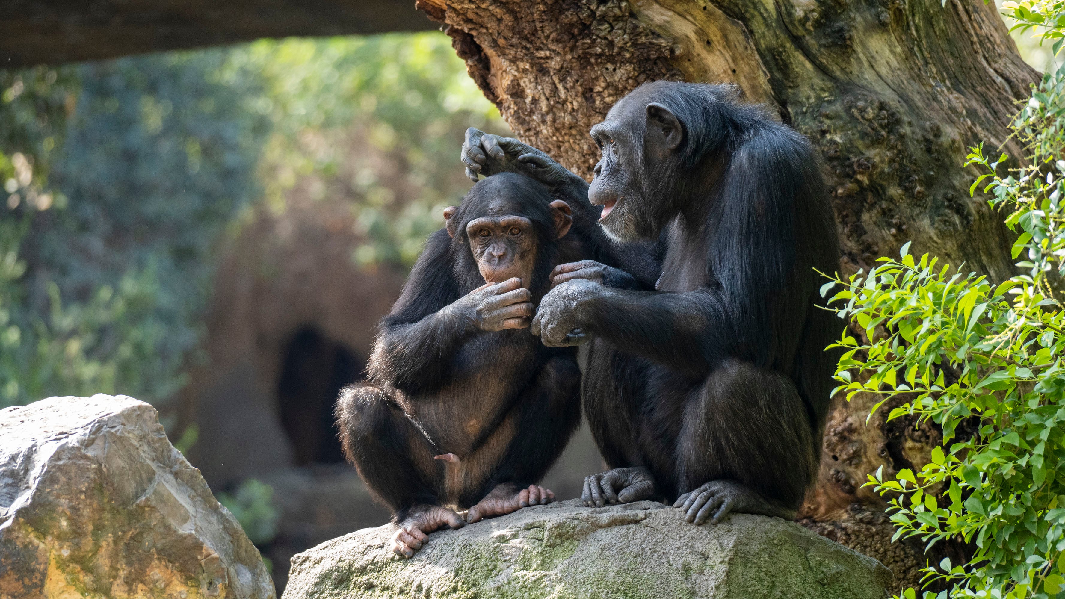 Fallece Coco, el chimpancé nacido en el Bioparc en 2018. Fuente: Bioparc