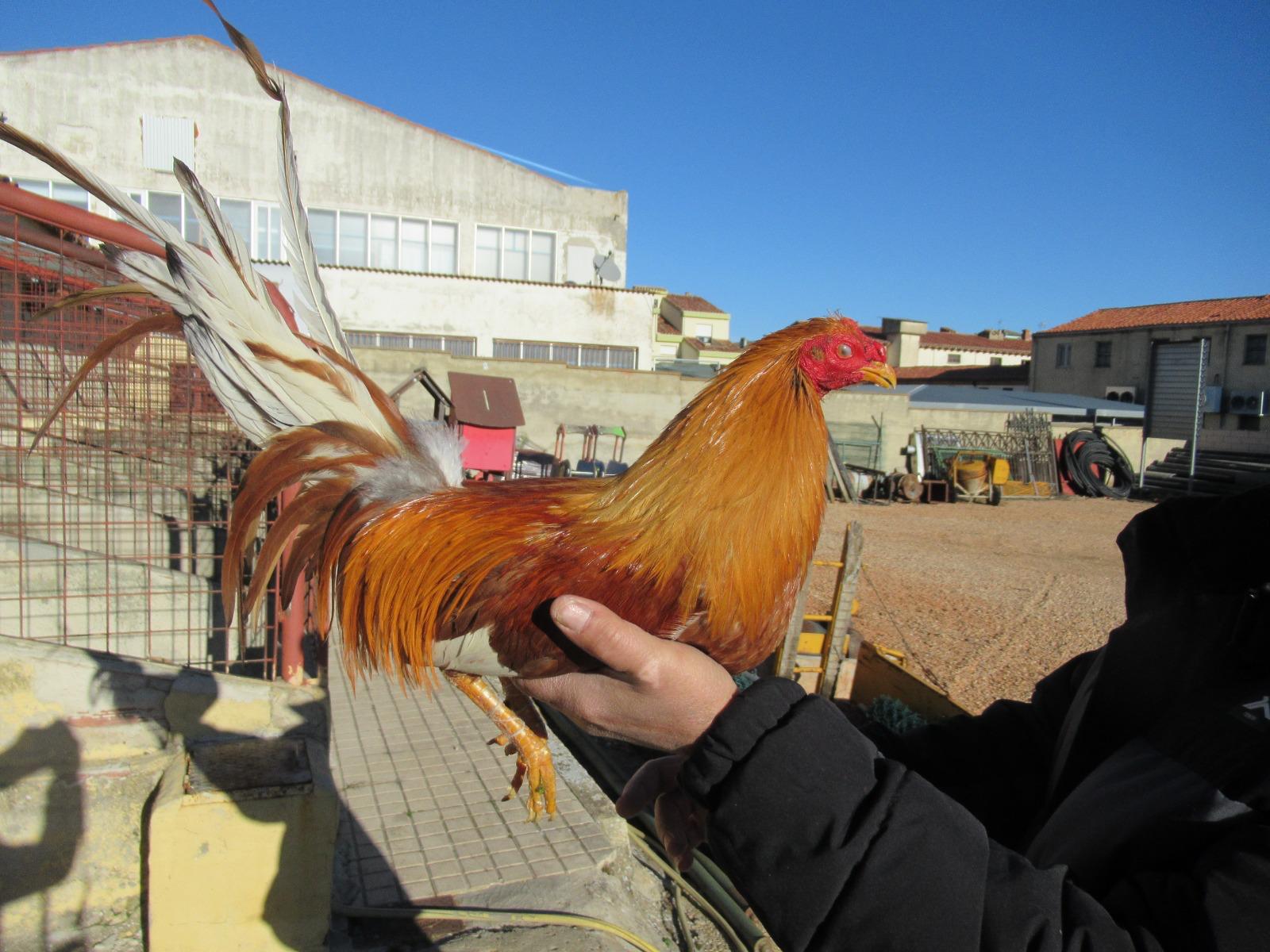 Uno de los gallos recuperados por la Guardia Civil en Soria