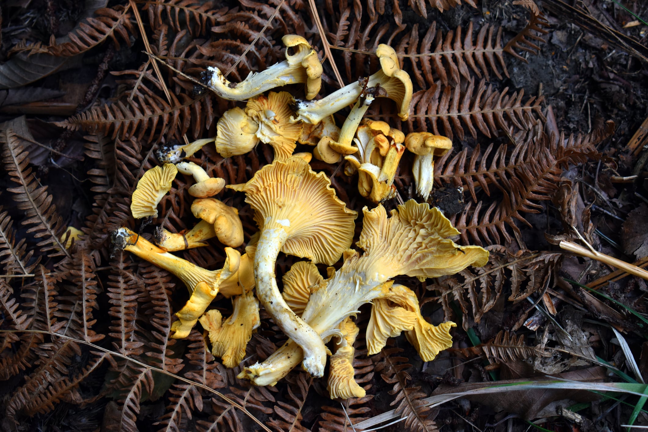 Rebozuelos (cantharellus cibarius).
