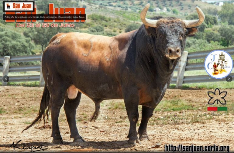 Captura de pantalla de la web oficial de los San Juanes de Coria en la que se muestra al toro &quot;Piconero&quot; de la ganadería de Manuel Caro Andrade