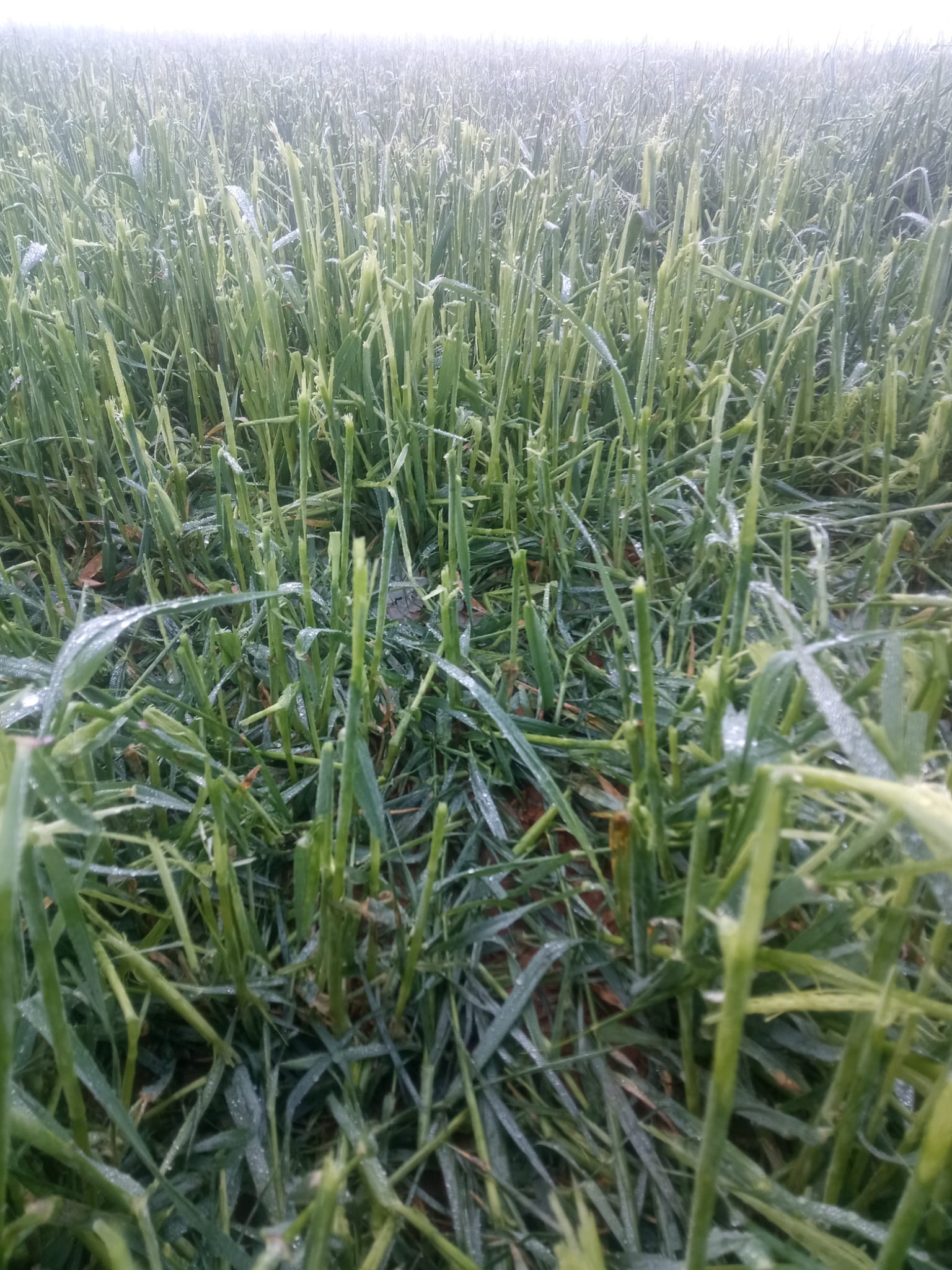 El granizo deja pérdidas del 100 % en los campos aragoneses