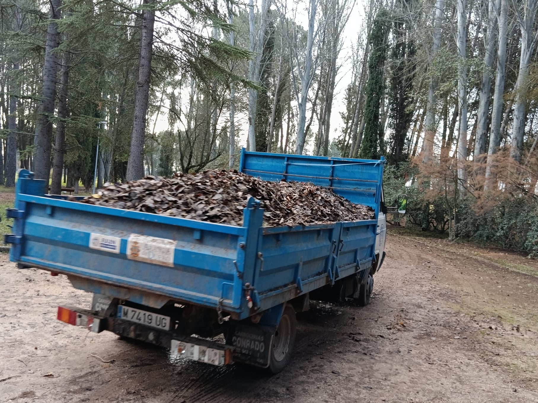 Imagen de archivo de una campaña de limpieza de árboles en el Parque General Gutiérrez de Aranda