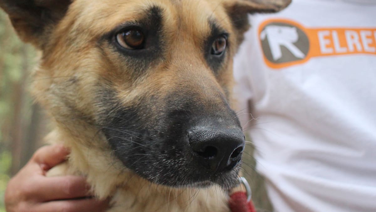 En busca de una familia para 'Nawall', el perrito al que rescataron medio degollado